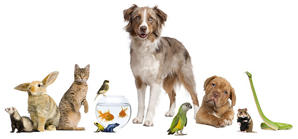 pet-loss-support-groups-novo-counseling-sheboygan Sheboygan Pet Loss Support Group at Novo Counseling